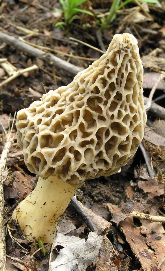 Morel Mushroom