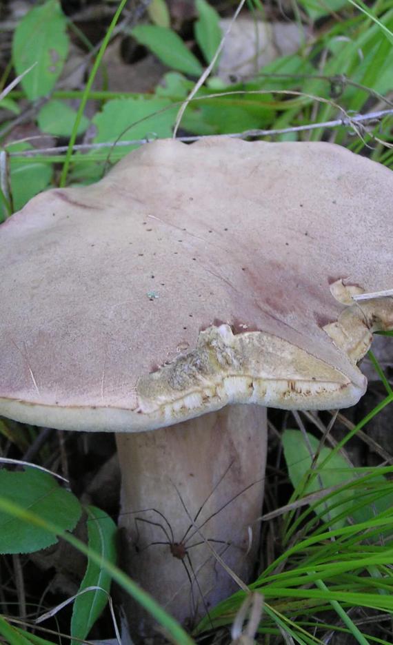 Mushroom