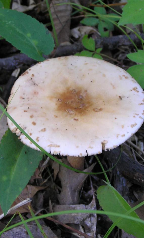 Mushroom