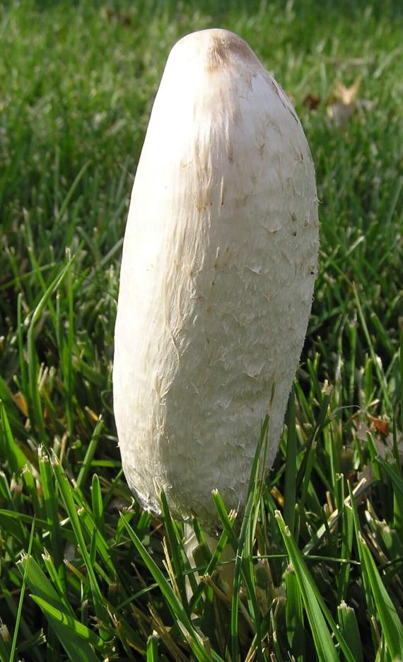 Mushroom