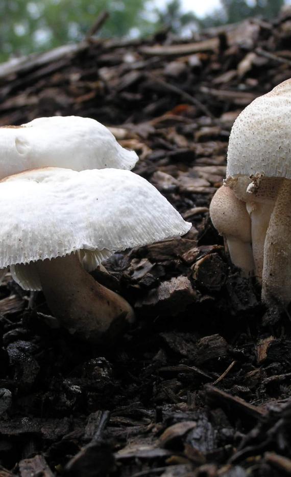Mushroom