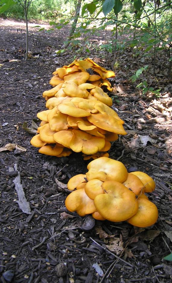 Mushroom