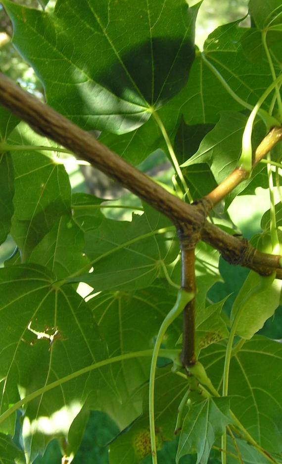 Norway Maple branch