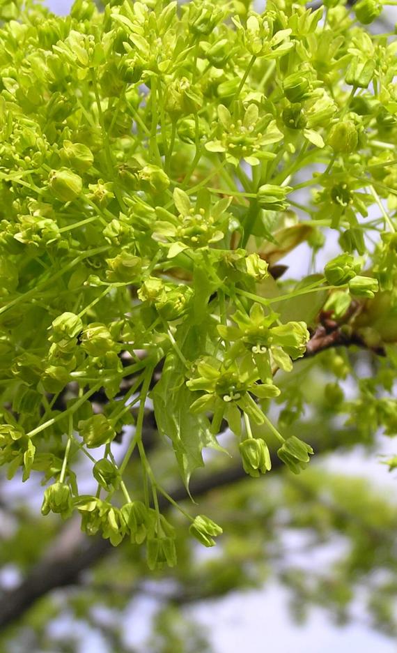 Norway Maple flower