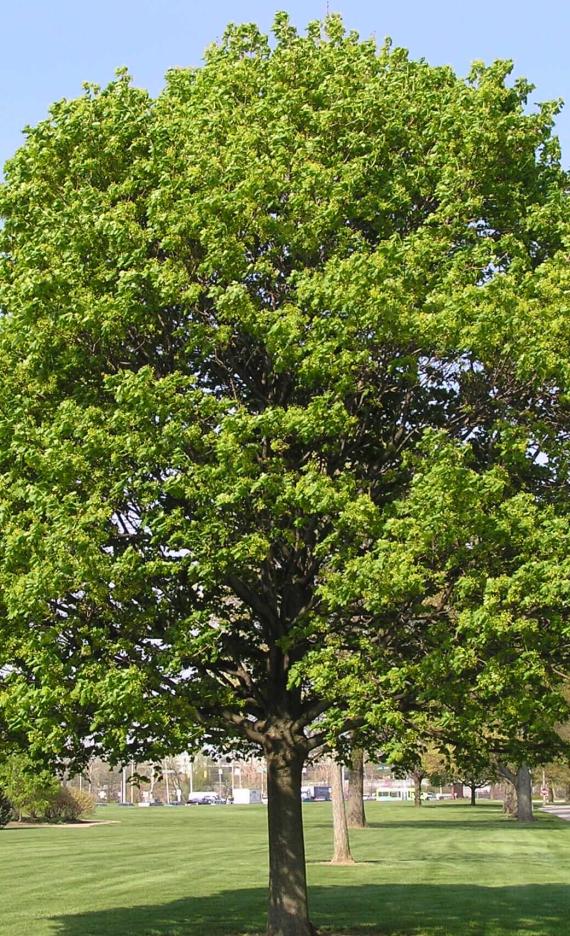 Norway Maple habit