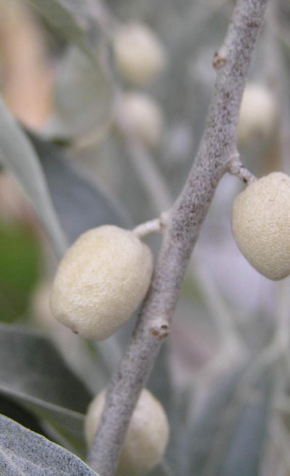 Russian Olive fruit