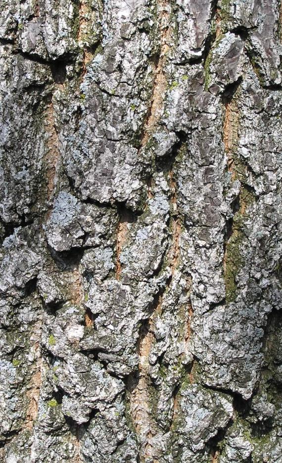 Sawtooth Oak bark