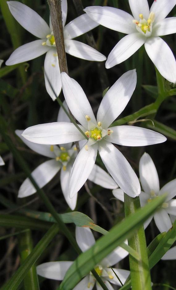 Star of Bethlehem flower