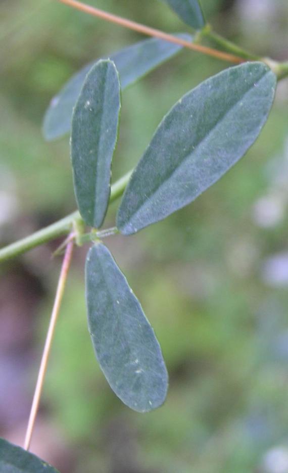 Sweet Clover White