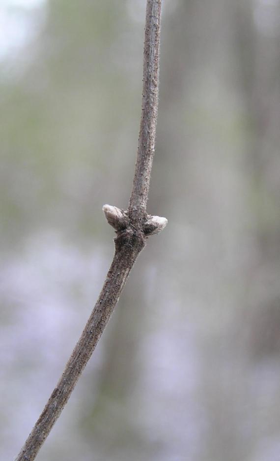Tatarian Honeysuckle bud