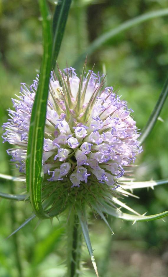 Teasel flower