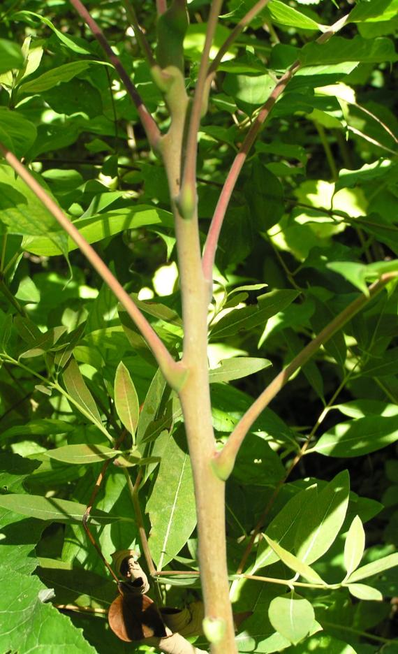 Tree of Heaven branch