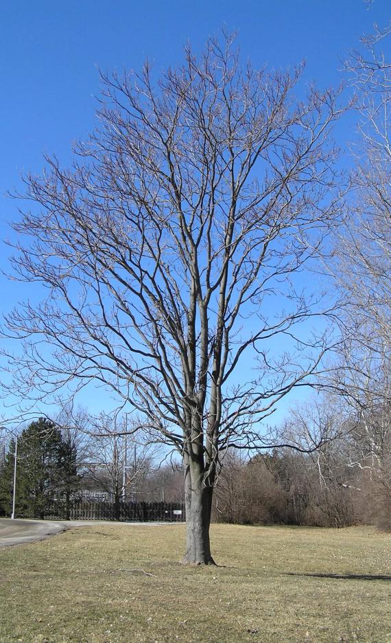 Tree of Heaven habit