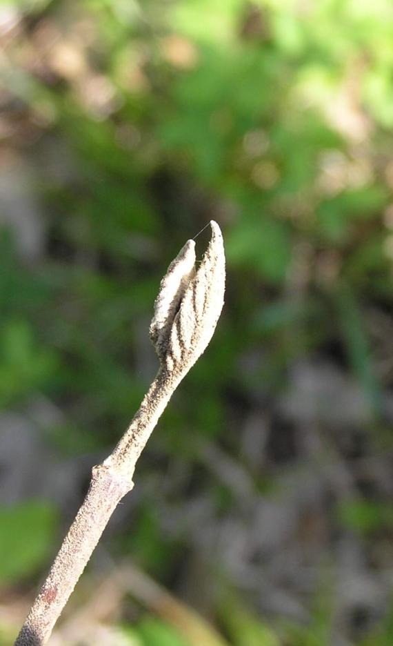 Wayfaringtree Viburnum bud