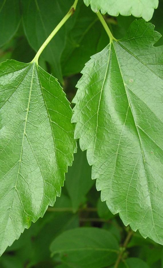 White Mulberry leaves