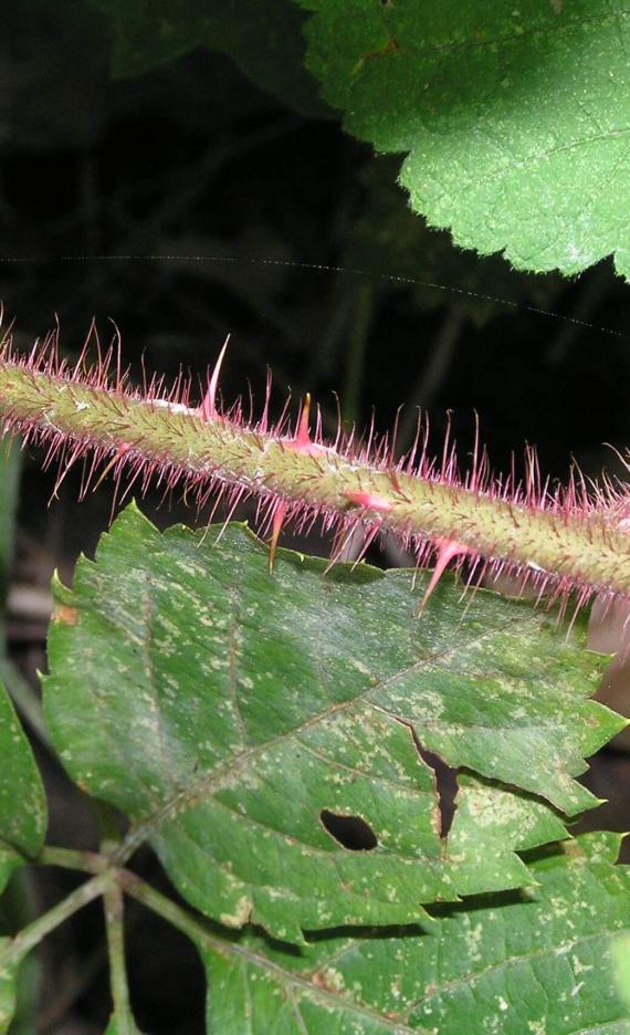 Wine Raspberry branch