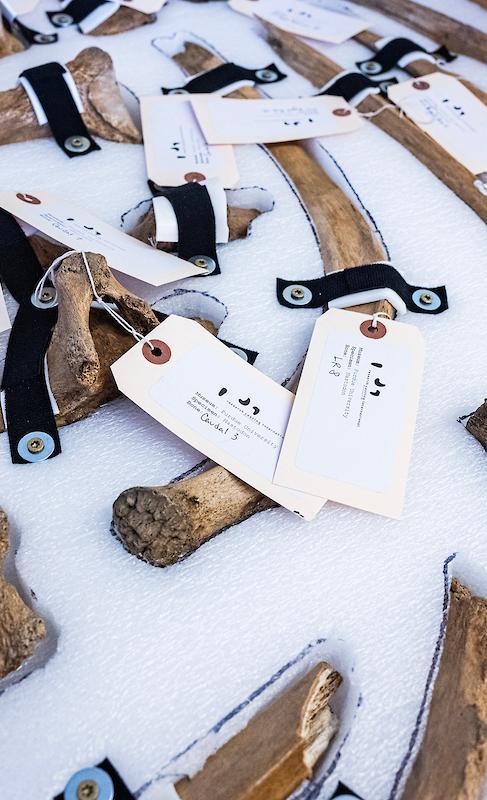 New home for mastodon bones a true display of PFW school spirit New home for mastodon bones a true display of PFW school spirit