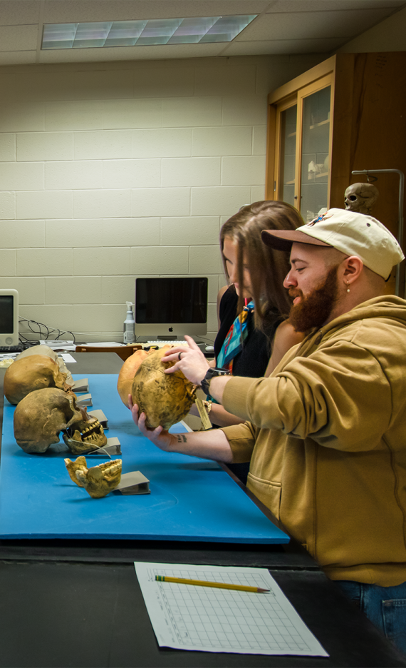 COLA_Students study skulls in the ANTH Lab