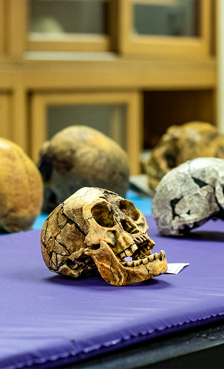 COLA_ANTH Lab Skulls