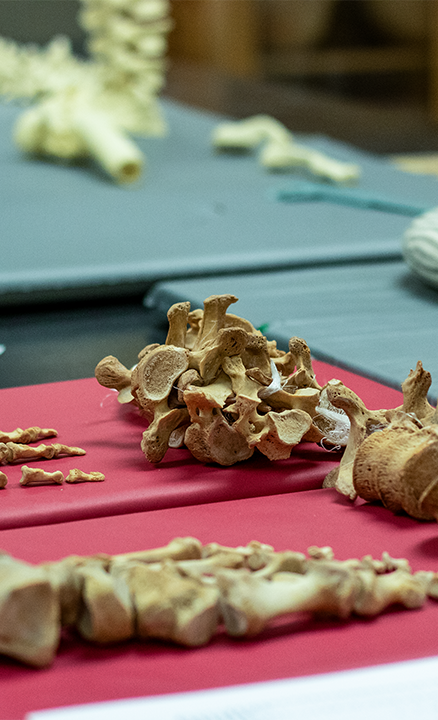 COLA_ANTH Lab spine and hand bones