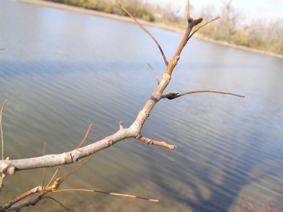 Tree branch