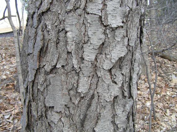 Tree bark