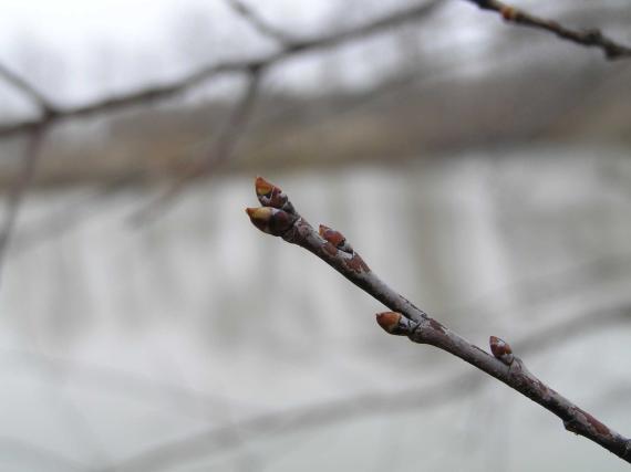 Tree bud