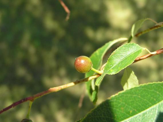 Tree fruit