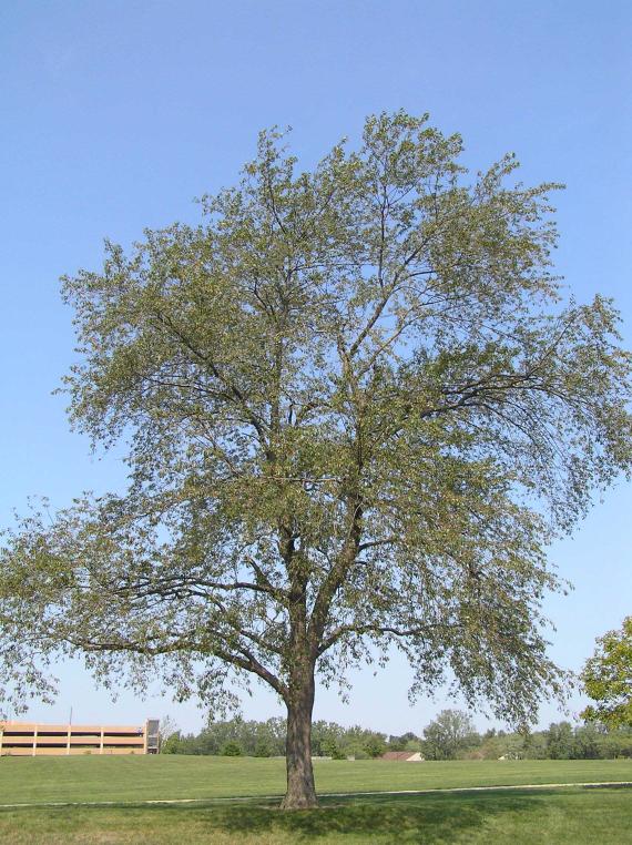 Tree habitat