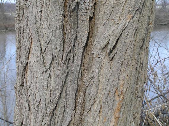 Tree bark