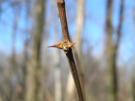 Tree bud