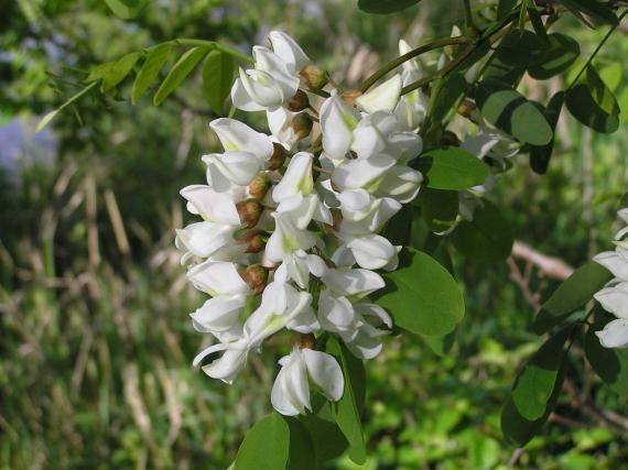 Tree flower