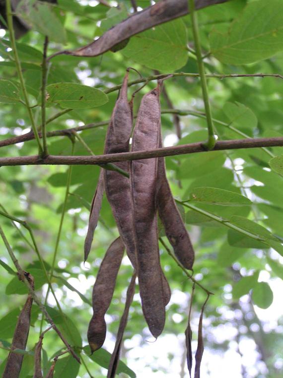 Tree fruit