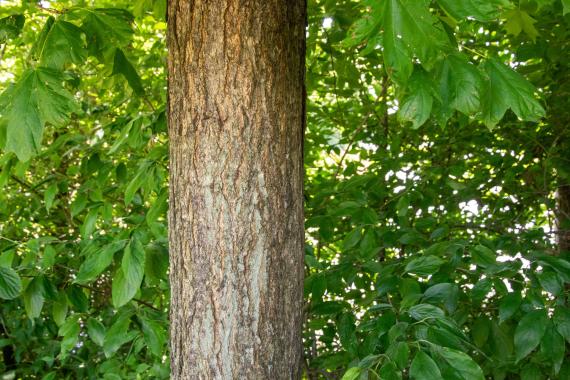 Tree bark