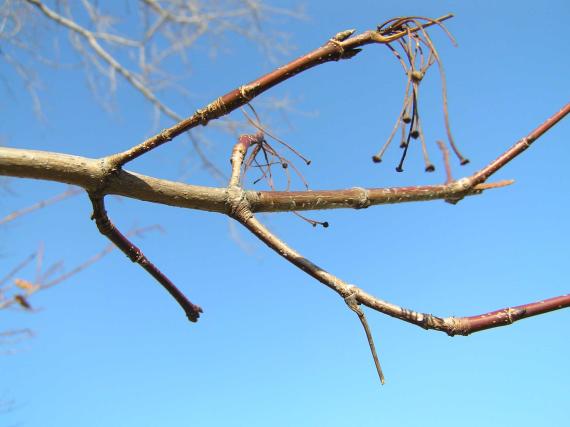 Tree branch
