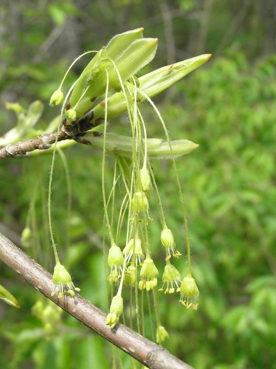 Tree flower