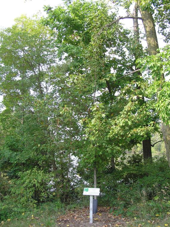 Tree habitat