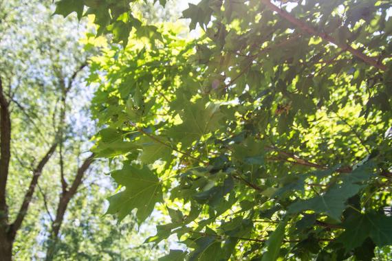 Tree leaves
