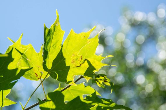Tree leaves
