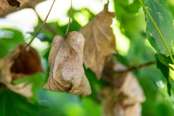 Tree leaves