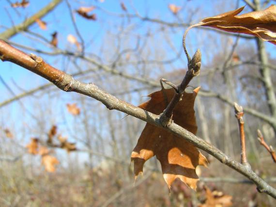 Tree branch