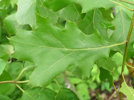 Tree leaves