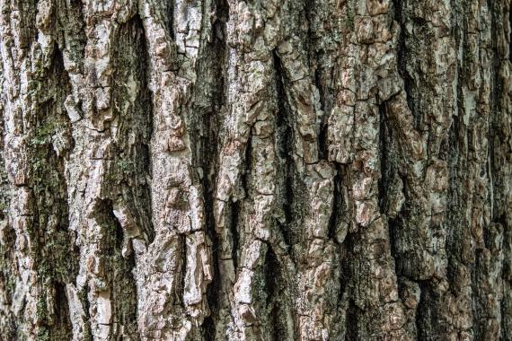Tree bark