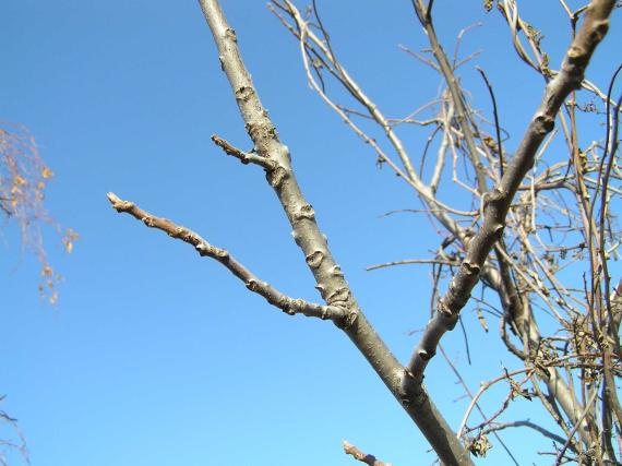 Tree branch