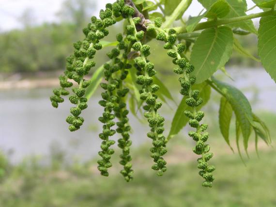 Tree flower