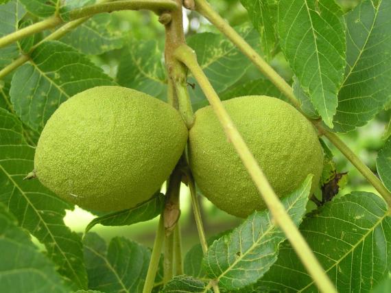 Tree fruit