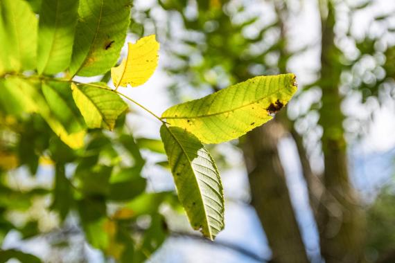 Tree leaves