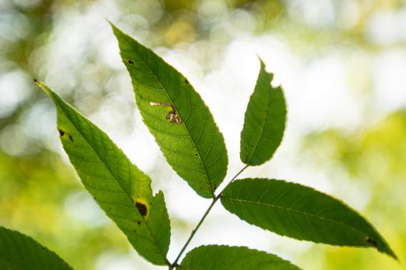Tree leaves in fall