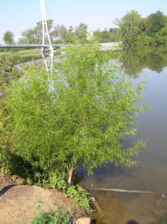 Tree habitat