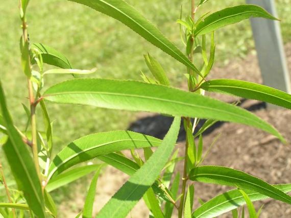 Tree leaves